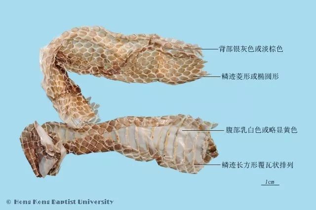推荐收藏丨动物类中药图片(来源香港浸会大学)