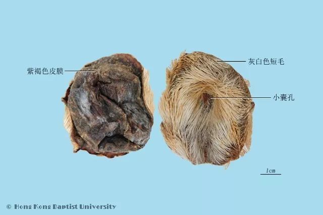 推荐收藏丨动物类中药图片(来源香港浸会大学)