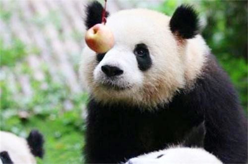 大熊猫看见果果后,不停地舔舌头:好气呐,我都快