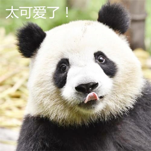 大熊猫看见果果后,不停地舔舌头:好气呐,我都快