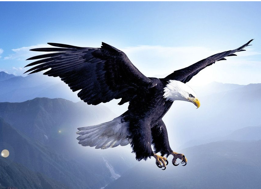 我们印象中的老鹰是展翅翱翔于天际,强壮有力,是天生的狩猎者.