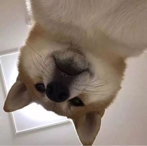 个性动漫丨萌宠丨闺蜜头像