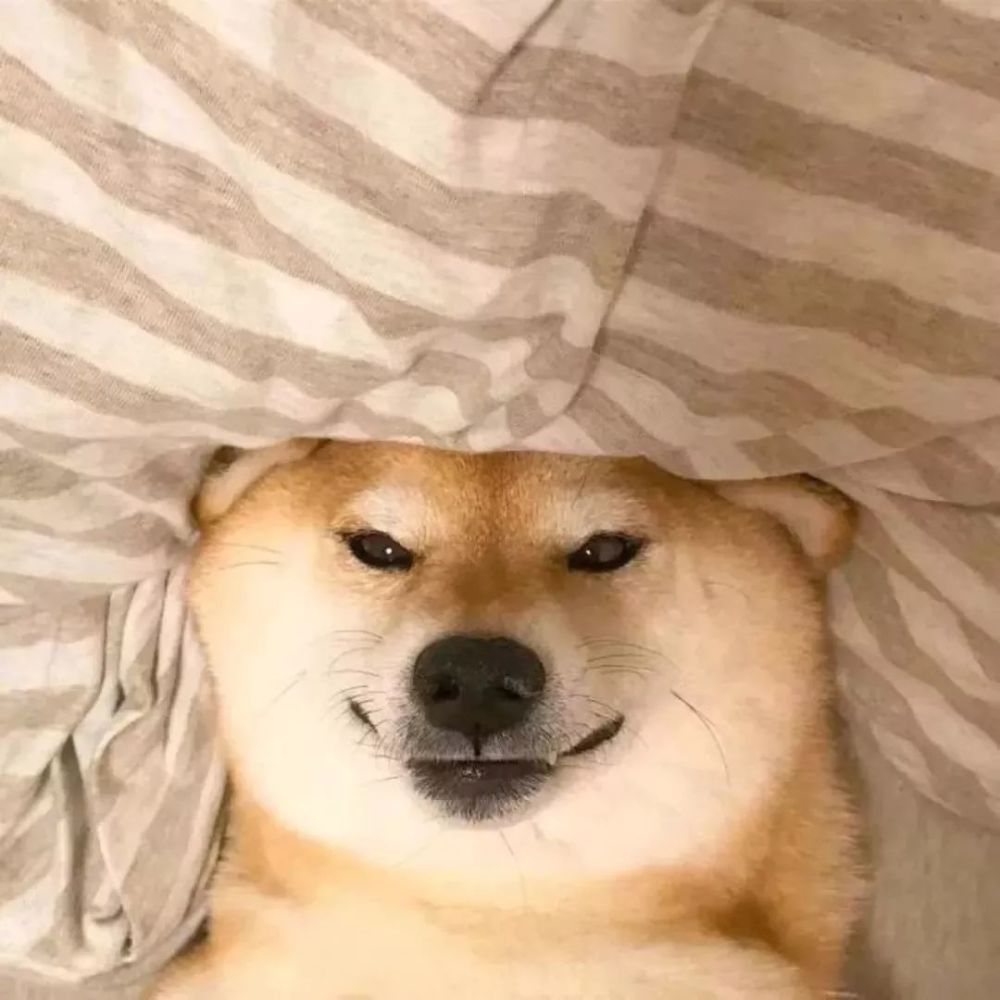 个性动漫丨萌宠丨闺蜜头像