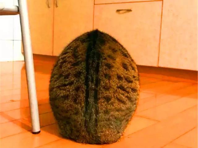 画猫咪作业被老师批评,猫必须有脚和尾巴,堂弟