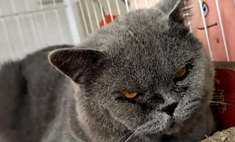 蓝猫看到媳妇和别的猫好,蓝猫一脸怒气,连自己