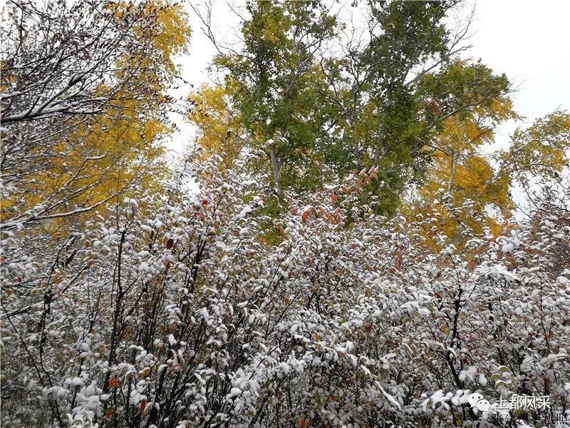 当深秋的正蓝旗遇上初雪,画面很美!