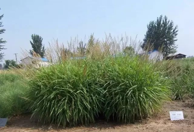 植物认知 芒草类观赏草介绍