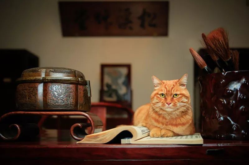 橘子红了,橘猫沸腾了