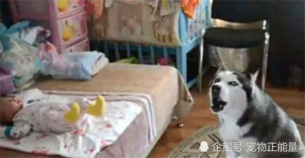 二哈哄宝宝睡觉,结果越哄越哭,主人跑进去一看