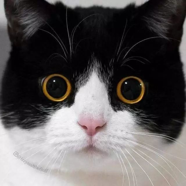 猫咪经常露出古怪表情,逗得主人哭笑不得