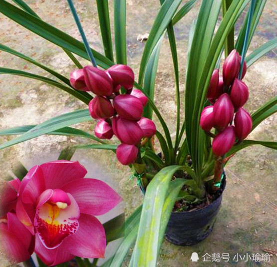 此兰花,花期超长,花开香飘满屋,漂亮又喜庆,盆栽最佳