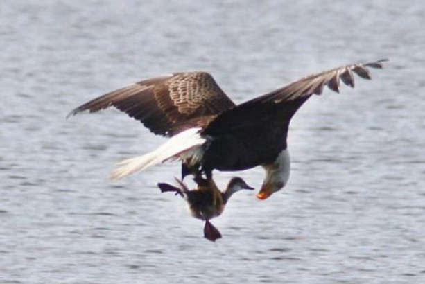 白头海雕猛地扎进水中,出水后令人摸不着头脑