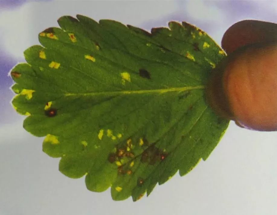 草莓细菌性角斑病坏死叶斑