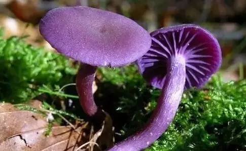 紫色蘑菇有剧毒 8种野蘑菇的鉴别方法!