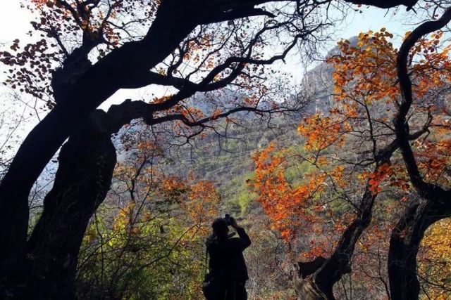 唐县美景:看灵山秀水,赏千年黄栌,后七峪里有奇遇