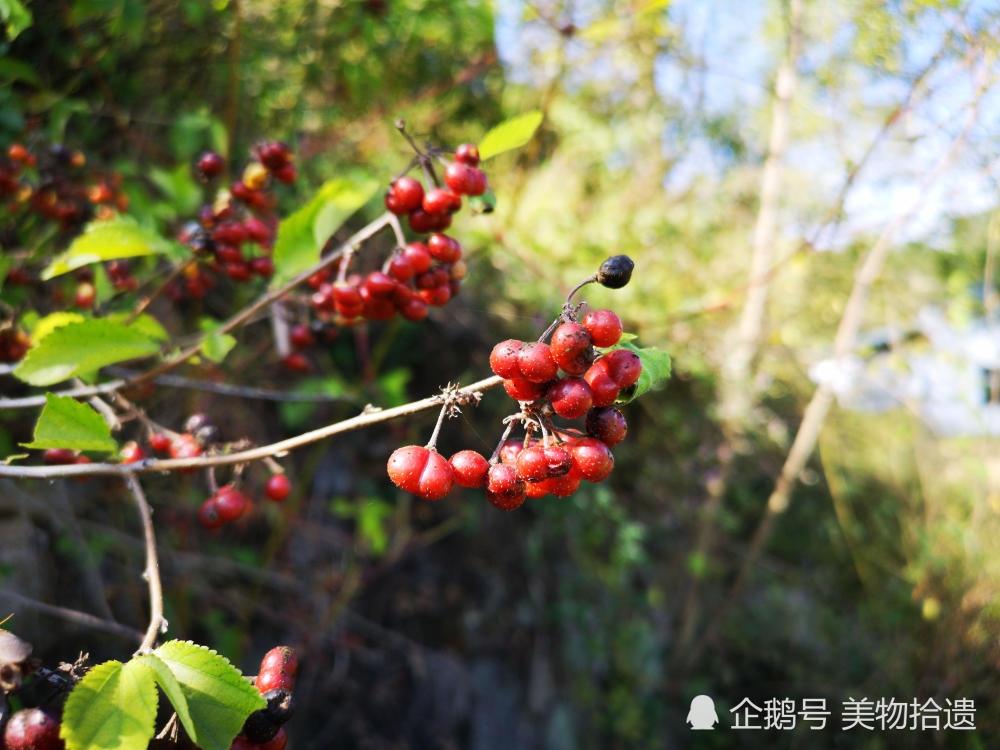 山中珍品扁担杆,又称娃娃,麻糖果,是健脾益气的佳品