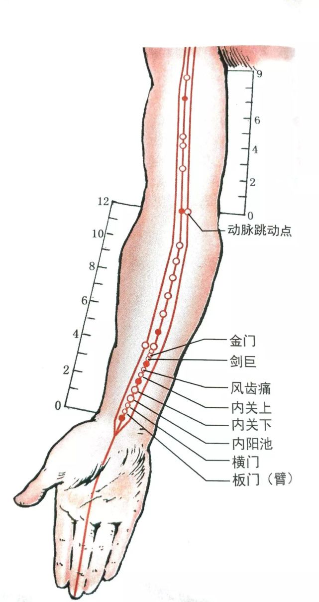 板门(臂) 【定经取穴】位于前臂屈侧远端,测曲泽与大陵连线之实测