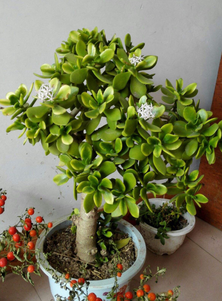 燕子掌不开花,试试这一小窍门,猛抽新芽新叶,长高长壮