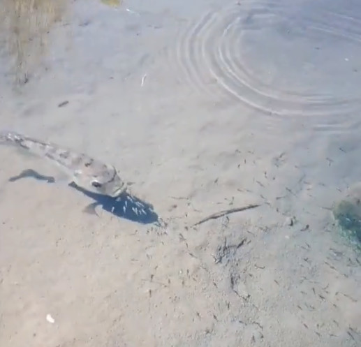 一群小鱼竟主动游大鱼嘴里,本以为大鱼吃小鱼