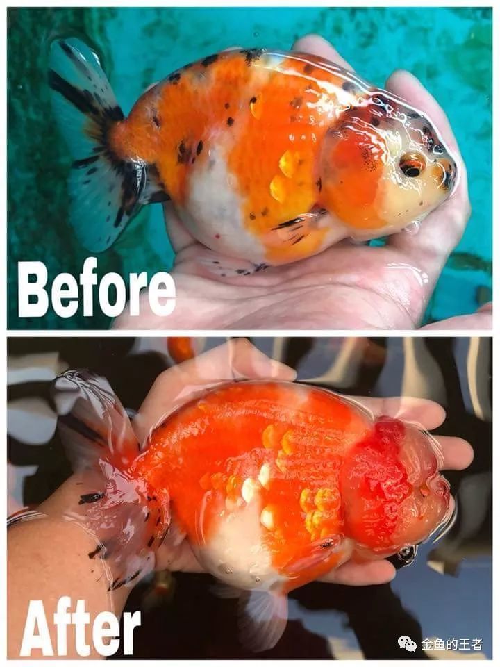 20组金鱼成长前后对比图,变化太惊艳了!