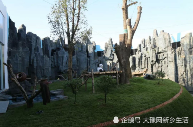国宝大熊猫入住新乡五龙山景区图片