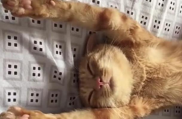 橘猫伸懒腰给宝宝喂奶,表情戳中网友笑点:感觉身体被
