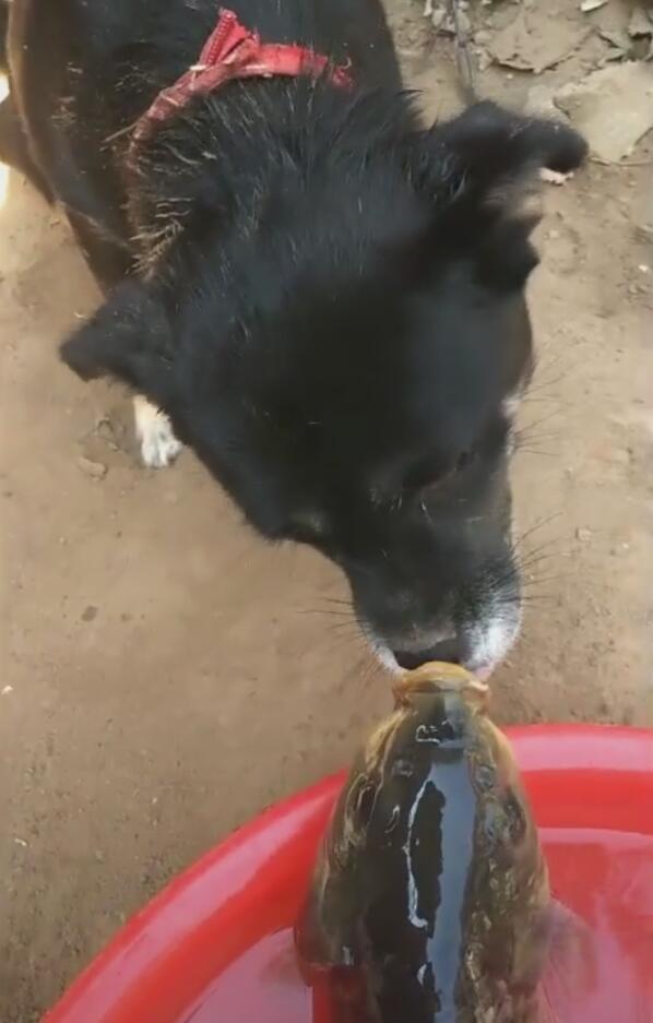 大鱼被狗舔嘴巴,狗儿善良好心,一心想人工呼吸