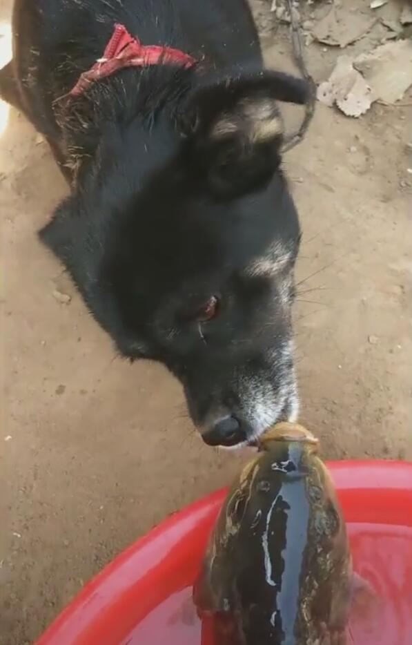 大鱼被狗舔嘴巴,狗儿善良好心,一心想人工呼吸