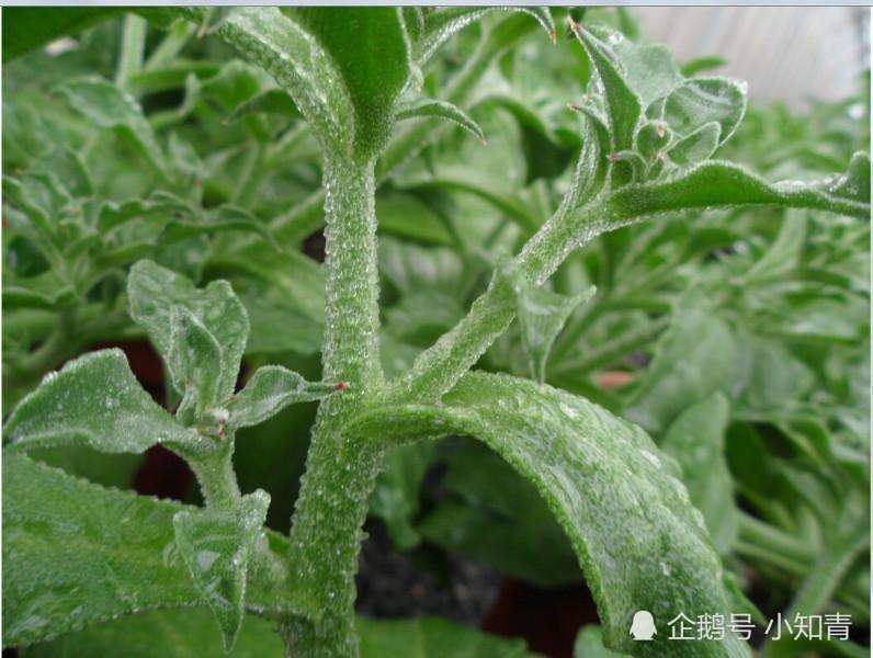 入口粘稠如鼻涕,煎炒不能放盐,新兴养生佳品吃