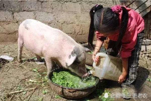 农民把它当饲料喂猪,城里人却当宝贝,如今一斤
