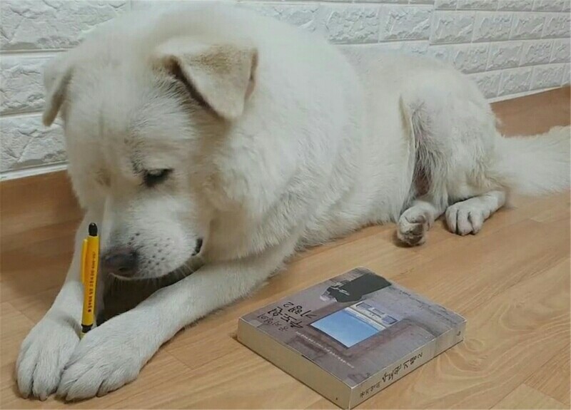 铲屎官硬让狗狗陪自己看书,结果狗狗把笔咬断