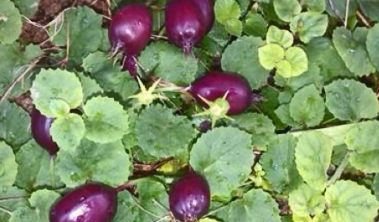 在农村有一款常见的蔬菜长的很丑,但是味道极