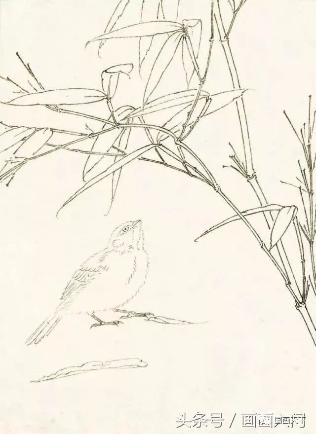 工笔麻雀的画法