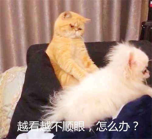挨着猫咪躺下后,狗子突然被暴打了一顿:这猫有