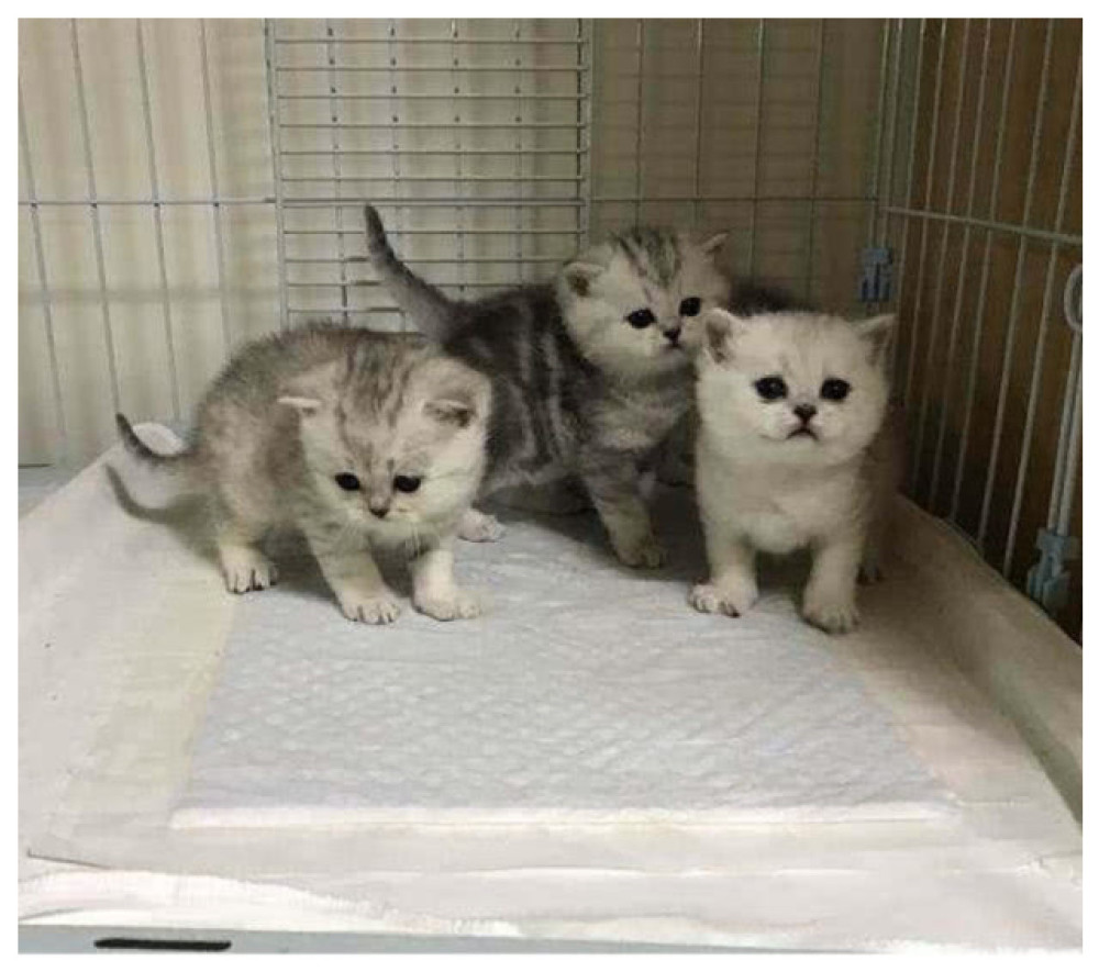 猫妈生下猫宝,却被主人一只只送走,看到仅剩的一只举动亮了