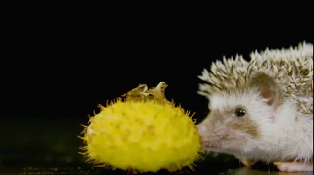 改头换面颜值超高!豆瓣评分8.8!