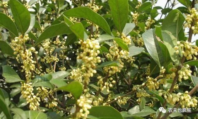 大家常说的八月桂是指什么?不同品种桂花及