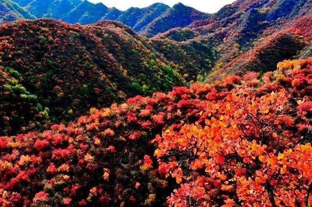 百花山