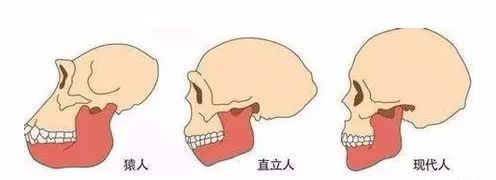 人为什么要长智齿?要不要拔?