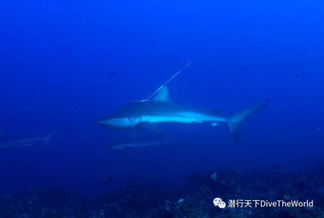 海陆空,加拉帕戈斯最有深度的系列资讯之《鲨鱼篇》