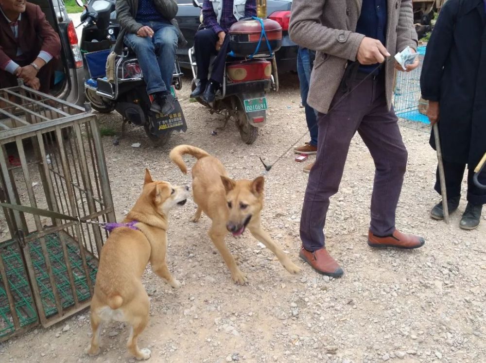 狗市商贩出售血统不纯的广西土猎犬,价格200元,你觉得贵吗?