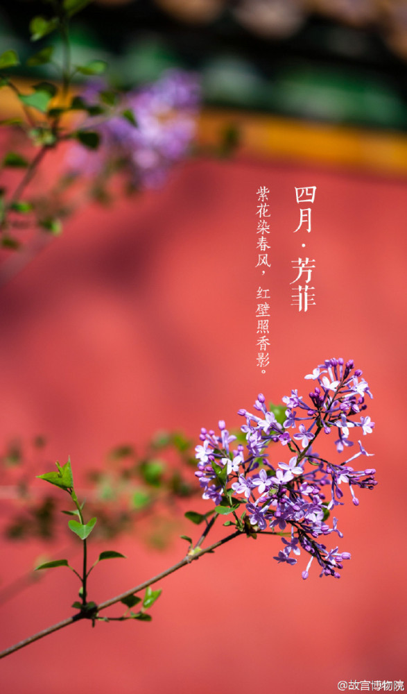 一月?日升月恒 十一月?佳安 十二月?雪慕