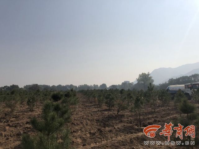 秦岭违建别墅整治在行动 长安区9000余棵油松