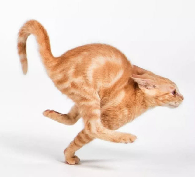 当猫咪急速奔跑的时候,三只爪子都是在空中的,难怪是老虎的师傅