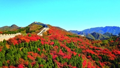 郭谦)连日来,随着京城持续降温,北京八达岭国家森林公园红叶岭景区5万