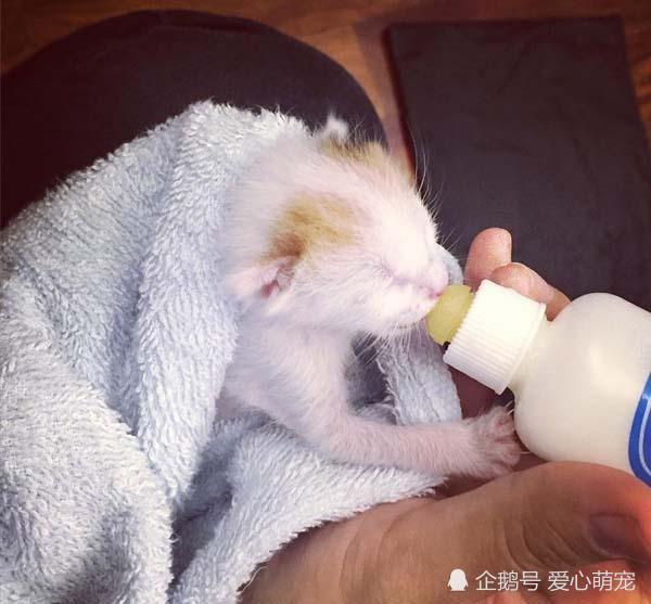 小奶猫脐带还没剪就被抛弃,好心人把它带回家,清理一