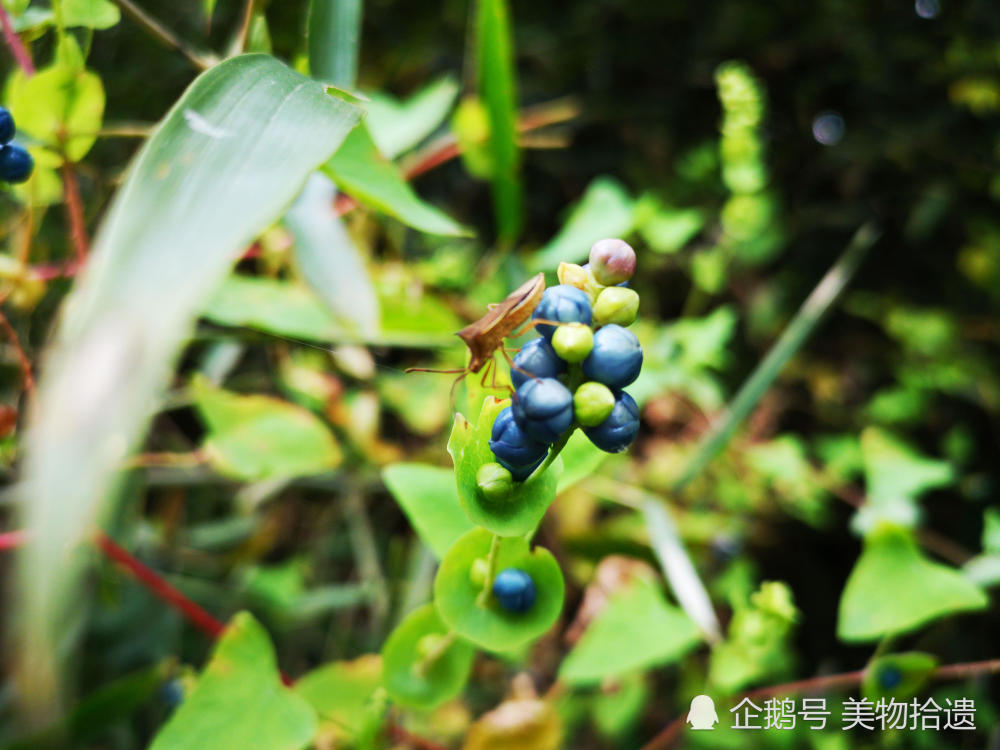 身藏杠板归,吓得蛇倒退,这种本草能治咳嗽,解蛇毒,还有个故事