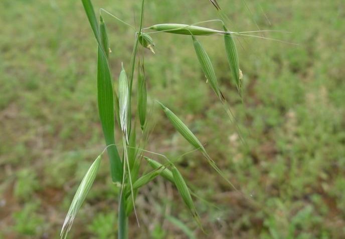 麦田里的一种杂草,农民叫它"野麦子",膳食纤维含量是小麦7倍