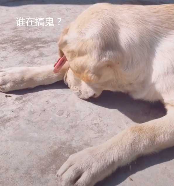 铲屎官启用神器蒙上拉布拉多双眼,狗狗一秒钟