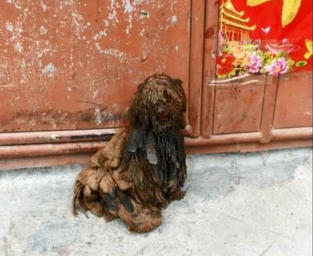 女孩有孕将泰迪送回老家,几个月后再见泰迪,网